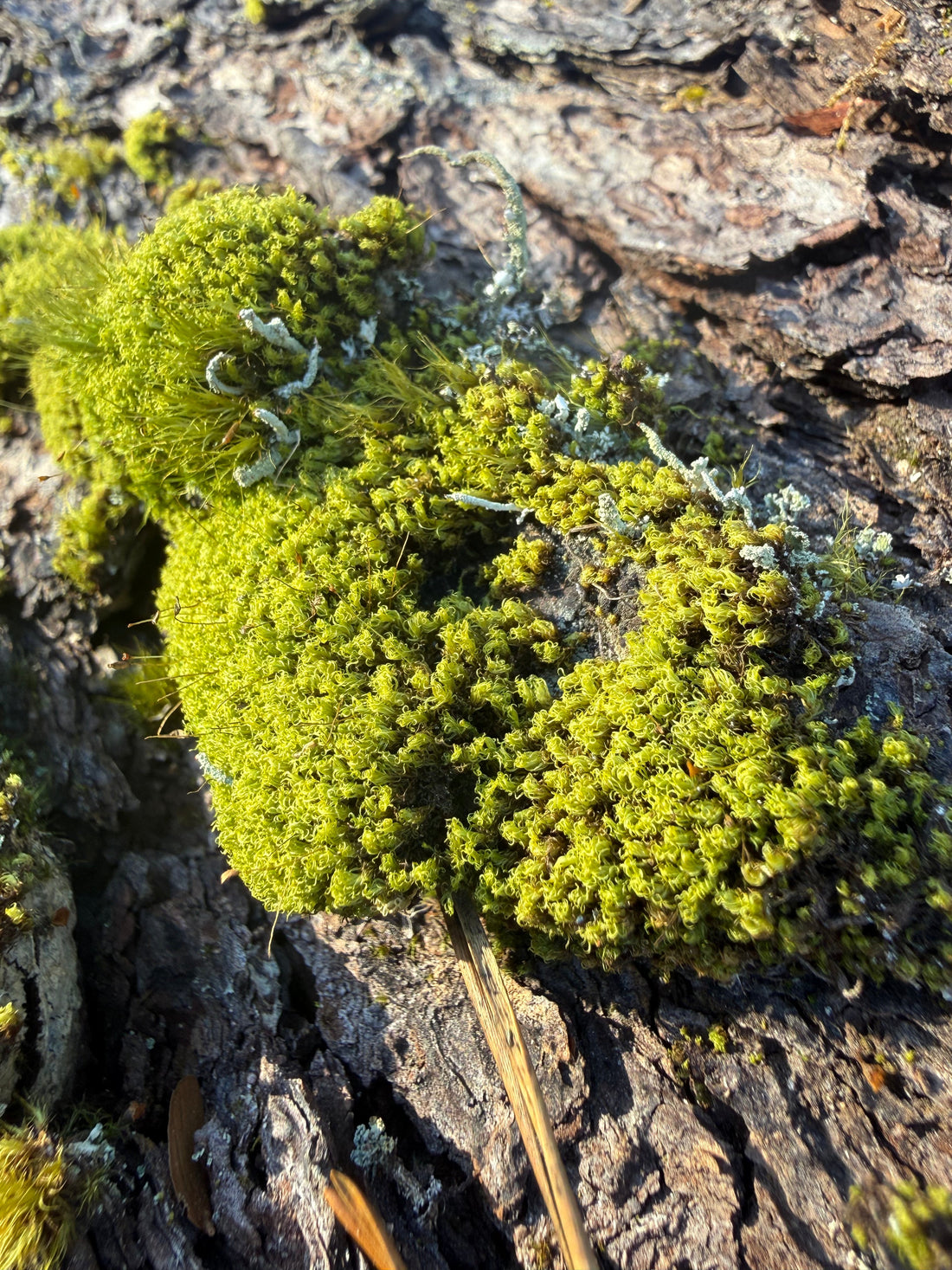 shows close up of moss growing on a dead and textured log